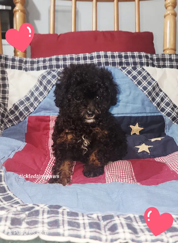 Teddybear – Poodle - Toy  puppy for sale in Chester, WV