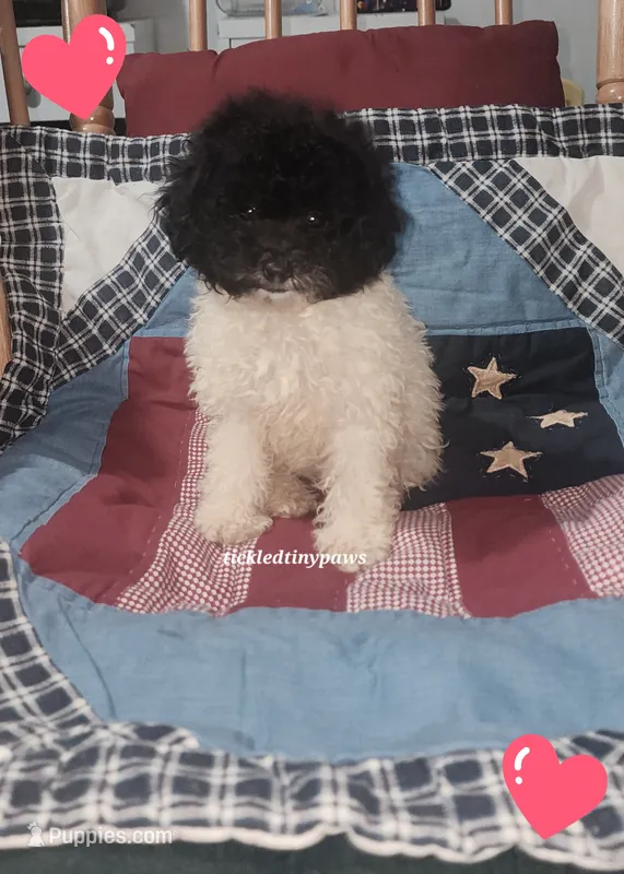 Cookie – Poodle - Toy  puppy for sale in Chester, WV