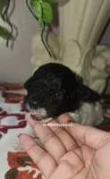 Cookie, a female Poodle - Toy  for sale in Chester, WV – 3 of 3