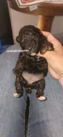 Teddybear, a female Poodle - Toy  for sale in Chester, WV – 3 of 3