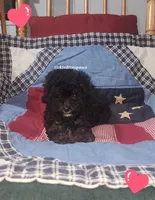 Teddybear, a female Poodle - Toy  for sale in Chester, WV – 5 of 5
