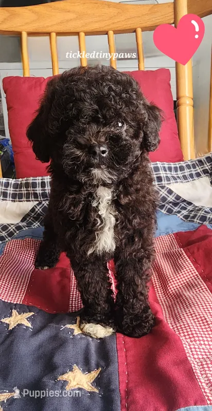 Middy – Poodle - Toy  puppy for sale in Chester, WV