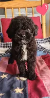 Middy, a female Poodle - Toy  for sale in Chester, WV – 1 of 4
