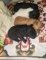 Middy, a female Poodle - Toy  for sale in Chester, WV – 3 of 3