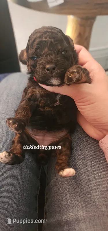 Teddybear – Poodle - Toy  puppy for sale in Chester, WV