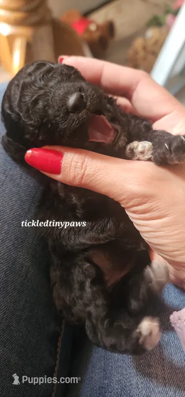 Middy – Poodle - Toy  puppy for sale in Chester, WV