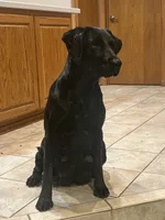 Yellow male #2, a male Labrador Retriever for sale in Powell Butte, OR – 2 of 2