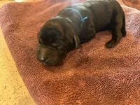 Black male #2, a male Labrador Retriever for sale in Powell Butte, OR – 2 of 4