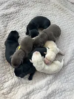 Black male #1, a male Labrador Retriever for sale in Powell Butte, OR – 4 of 4