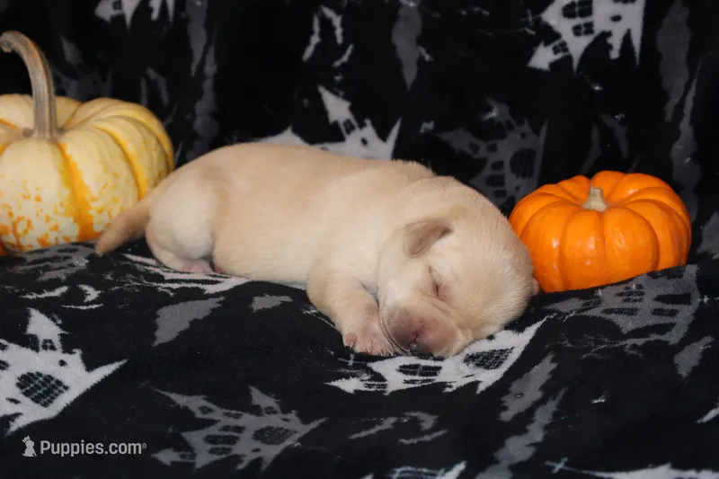 Biscuit , a male Labrador Retriever for sale in Powell Butte, OR – 1 of 6