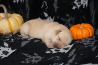 Biscuit , a male Labrador Retriever for sale in Powell Butte, OR – 1 of 6
