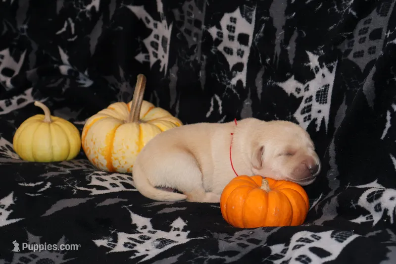 Yellow male #2 – Labrador Retriever puppy for sale in Powell Butte, OR