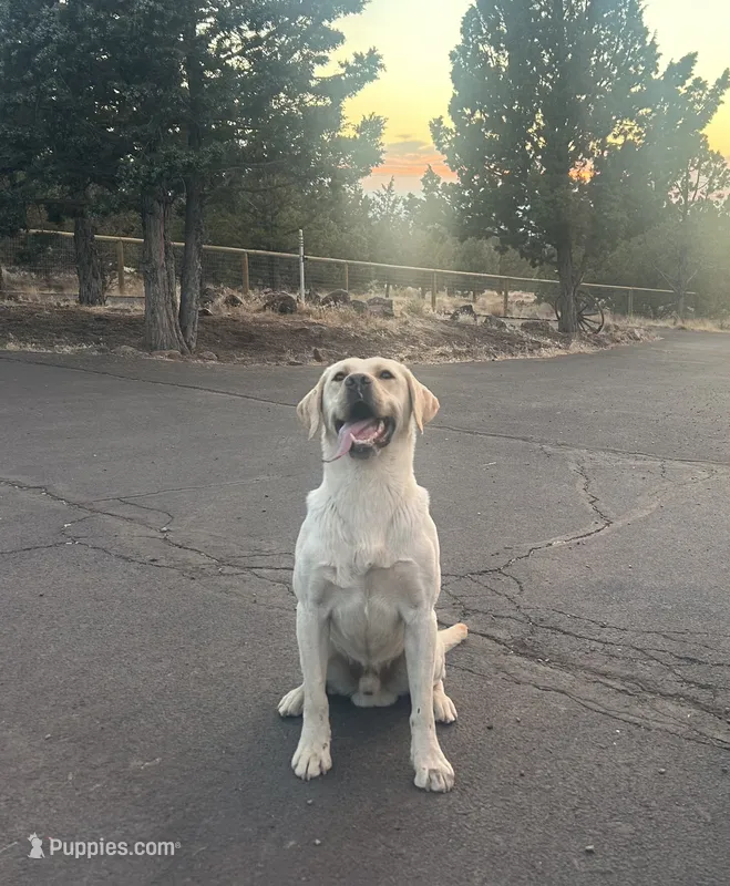 Yellow male #2 – Labrador Retriever puppy for sale in Powell Butte, OR
