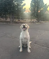 Yellow male #2, a male Labrador Retriever for sale in Powell Butte, OR – 1 of 2