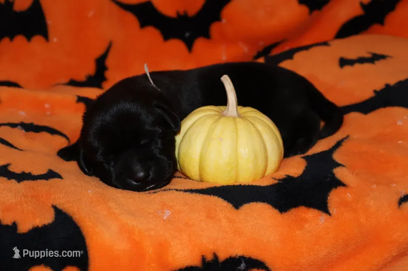 Black male #1 – Labrador Retriever puppy for sale in Powell Butte, OR