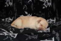 Biscuit , a male Labrador Retriever for sale in Powell Butte, OR – 4 of 6