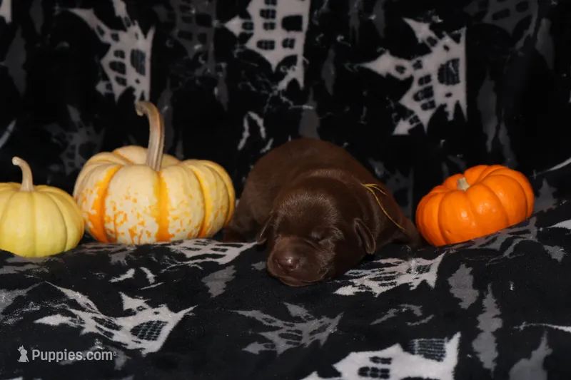 Biscoff , a male Labrador Retriever for sale in Powell Butte, OR – 1 of 6