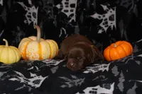 Biscoff , a male Labrador Retriever for sale in Powell Butte, OR – 1 of 6