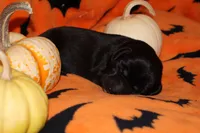 Lavender , a female Labrador Retriever for sale in Powell Butte, OR – 5 of 7