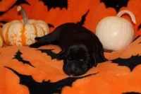 Lavender , a female Labrador Retriever for sale in Powell Butte, OR – 1 of 7