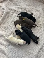 Black male #2, a male Labrador Retriever for sale in Powell Butte, OR – 4 of 4