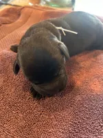 Black male #1, a male Labrador Retriever for sale in Powell Butte, OR – 3 of 4