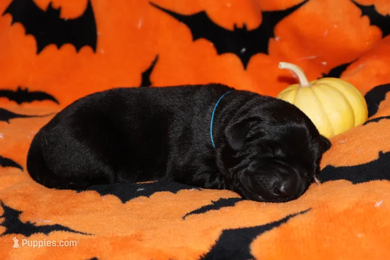 Black male #2 – Labrador Retriever puppy for sale in Powell Butte, OR