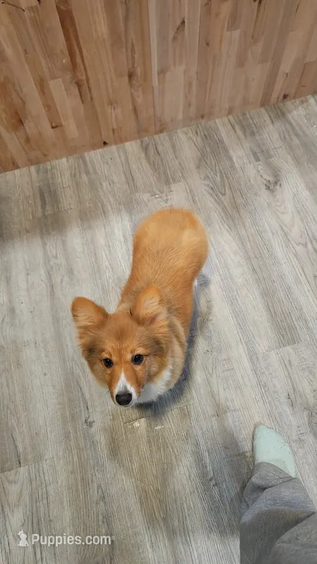 Mellow – Pembroke Welsh Corgi puppy for sale in Jasper, MO