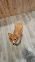 Mellow, a female Pembroke Welsh Corgi for sale in Jasper, MO – 1 of 1