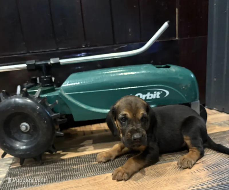 Nutmeg – Bloodhound puppy for sale in Point, TX