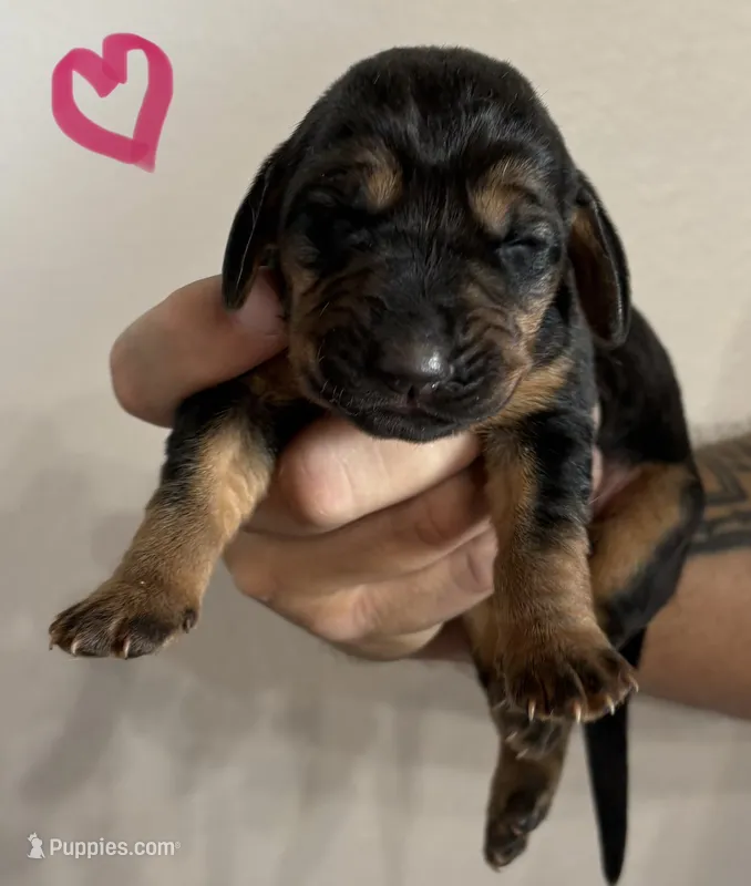 Shadow – Bloodhound puppy for sale in Point, TX