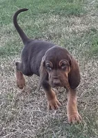 Boo, a female Bloodhound for sale in Point, TX – 2 of 9
