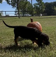 Shadow, a female Bloodhound for sale in Point, TX – 4 of 10