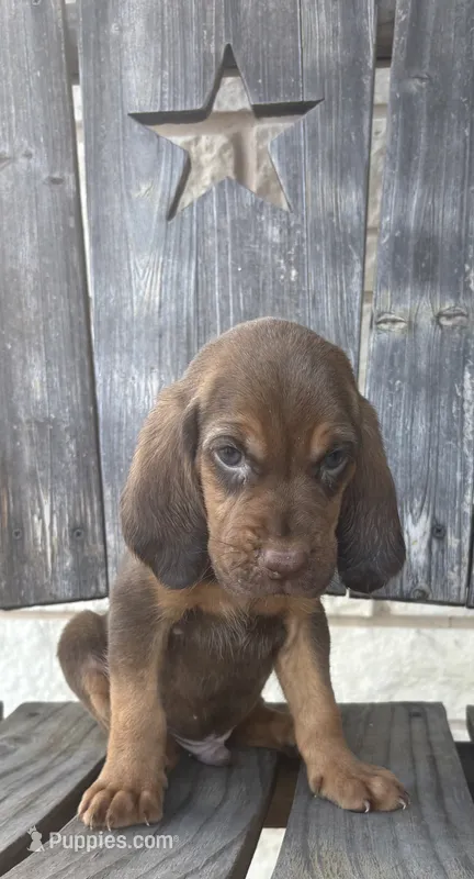 Rusty – Bloodhound puppy on hold in Point, TX