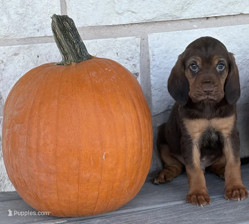 Trick – Bloodhound puppy for sale in Point, TX