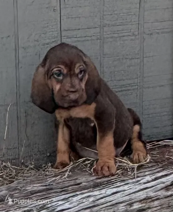 Boo – Bloodhound puppy for sale in Point, TX