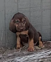 Boo, a female Bloodhound for sale in Point, TX – 4 of 9