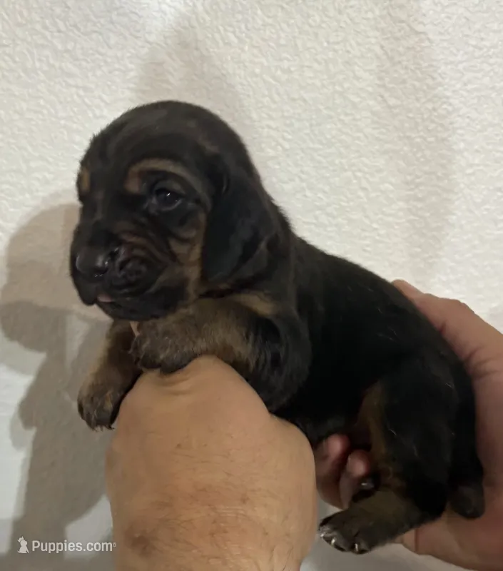 Nutmeg – Bloodhound puppy for sale in Point, TX