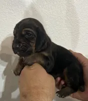 Nutmeg, a female Bloodhound for sale in Point, TX – 1 of 1