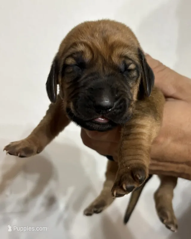 Jack – Bloodhound puppy for sale in Point, TX