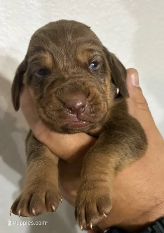 Pumpkin – Bloodhound puppy for sale in Point, TX