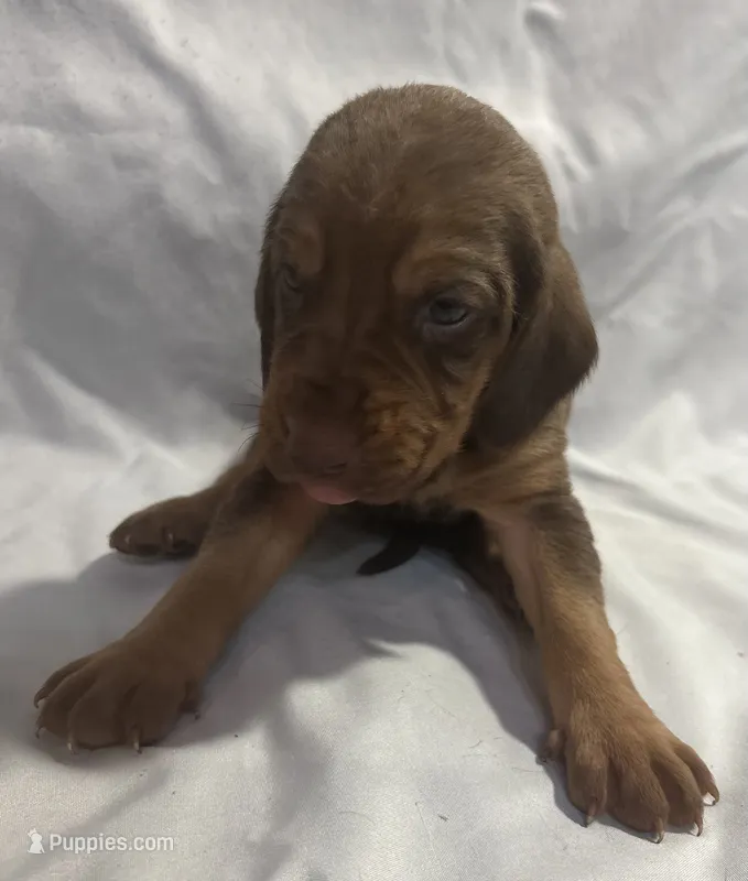 Pumpkin – Bloodhound puppy for sale in Point, TX