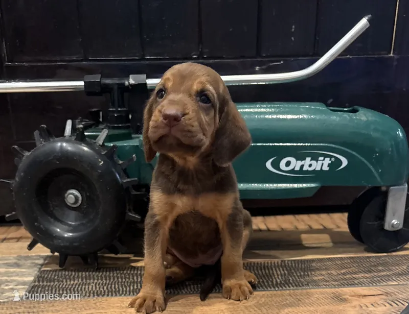 Pumpkin – Bloodhound puppy for sale in Point, TX