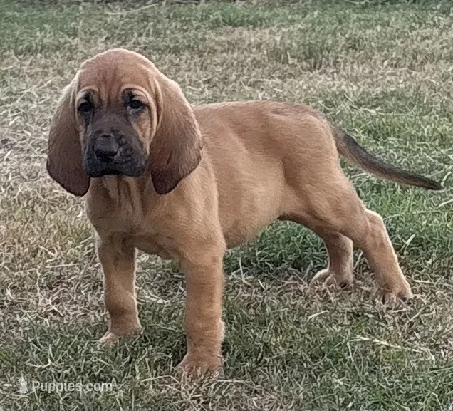 Casper – Bloodhound puppy for sale in Point, TX