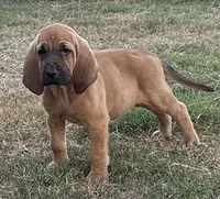 Casper, a male Bloodhound for sale in Point, TX – 1 of 7