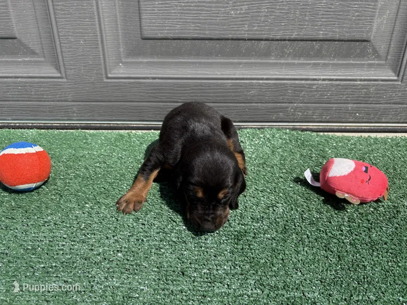 Steel – Bloodhound puppy for sale in Point, TX