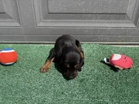 Steel, a male Bloodhound for sale in Point, TX – Photo 2 of 5