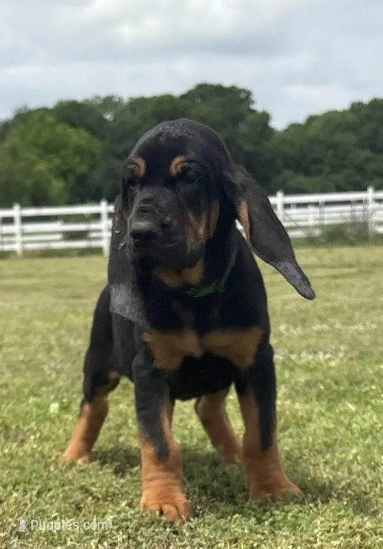 Steel – Bloodhound puppy on hold in Point, TX
