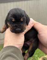 Steel, a male Bloodhound for sale in Point, TX – Photo 5 of 5