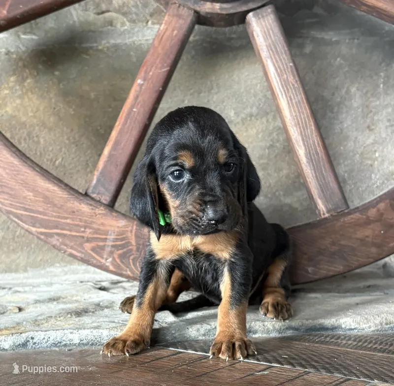 Steel – Bloodhound puppy for sale in Point, TX